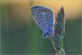<p>MODRÁSEK JEHLICOVÝ (Polyommatus icarus ) ---- /Common blue butterfly - Hauhechel-Bläuling/</p>